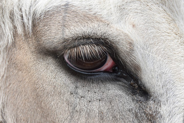 Fototapeta premium Sad donkey eye