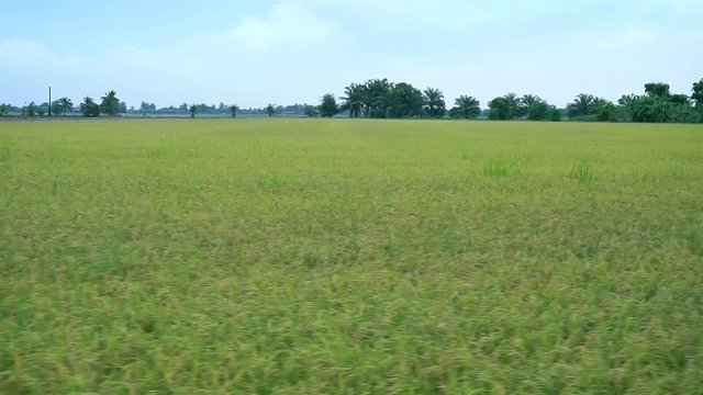 Rice field landscape in Thailand (Panning shot)