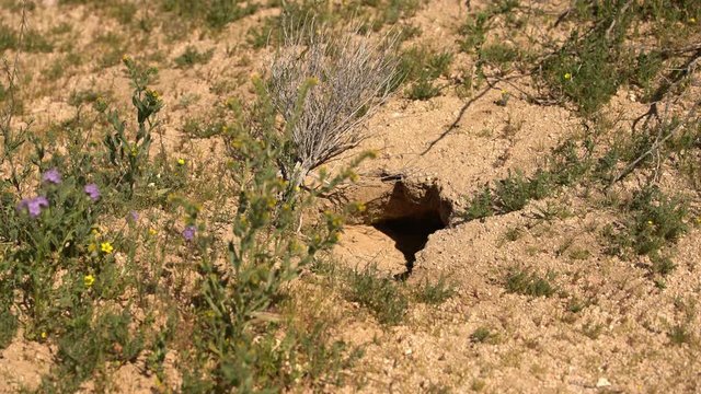 Wild Desert Tortoise Burrow Gopherus Agassizii Mojave California
