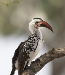 Red Billed Hornbill