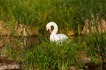 Swan before sunset cleaning his feathers.