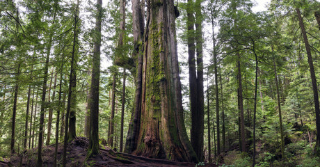 Pacific North West Rain Forest Landscape