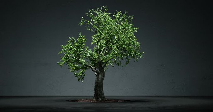 Growing bonsai tree time lapse animation
