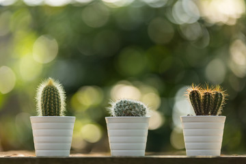 3 mini cacti