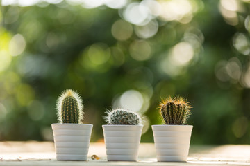 3 mini cacti