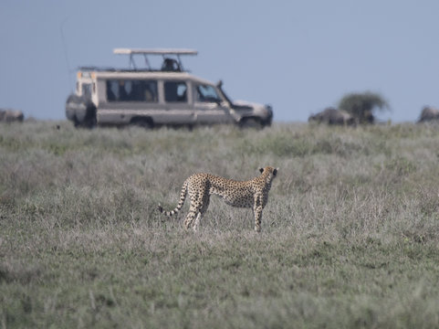 Cheetah and Safari Vehicle