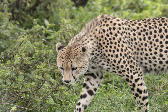 Walking Cheetah, Serengeti
