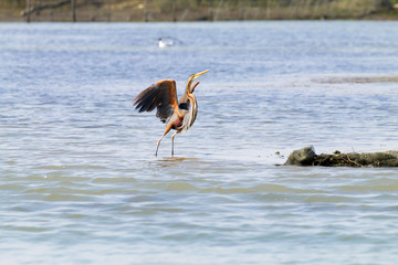 Purple heron close up.Po river lagoon