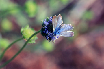 Mariposa libando de una flor
