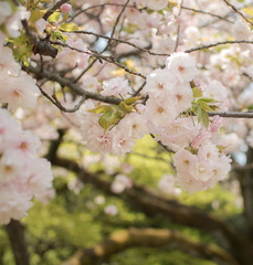 Beautiful blossom sakura flower in springtime, Japan