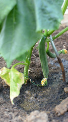 Concombre en croissance