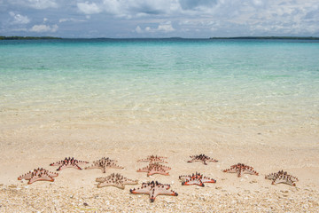 chocolate seastars