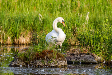 Swan before sunset cleaning his feathers.