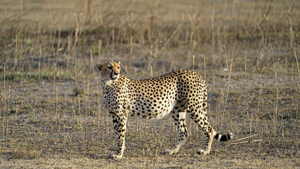 Cheetah of South Serengeti, Tanzania