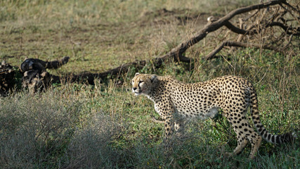 Cheetah of South Serengeti, Tanzania
