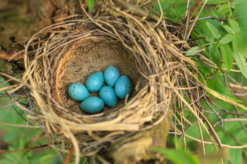 Fototapeta na wymiar Six blue eggs of the thrush in the straw nest on a tree in the forest closeup