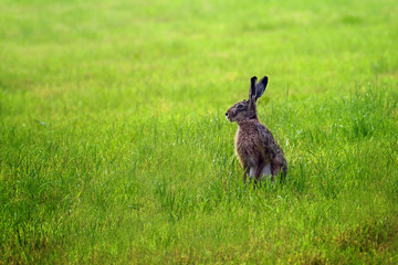 European hare (Lepus europaeus) on a green meadow, because of its fertility the wild animal has become a symbol for spring and easter, generous copy space