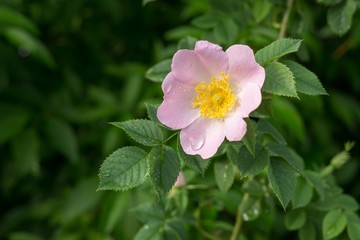 Obraz premium Rosehip flower