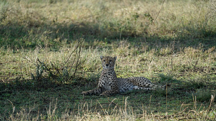 Cheetah of South Serengeti, Tanzania