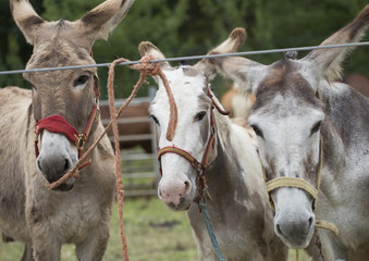 Donkeys