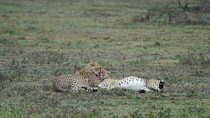 Cheetah of South Serengeti, Tanzania