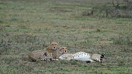 Cheetah of South Serengeti, Tanzania