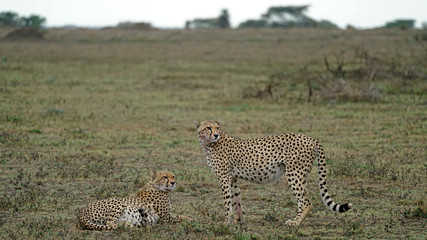 Cheetah of South Serengeti, Tanzania