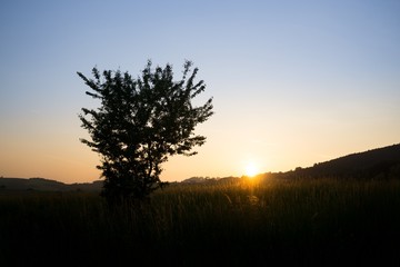 Fototapeta premium Sunset on meadow with hills and tree. Slovakia
