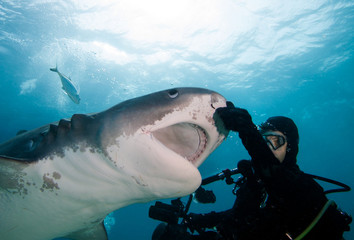 Fototapeta premium Diver interacting with a tiger shark 