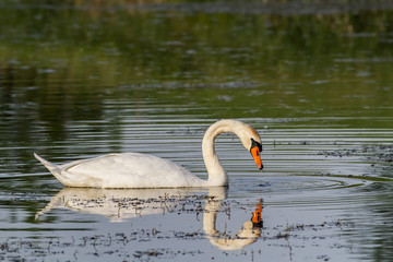 Swan before sunset cleaning his feathers.