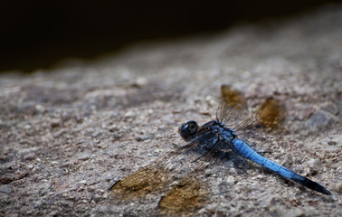 Blue Dragonfly