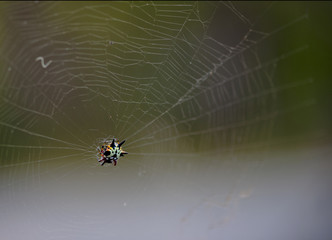 Colourful spider