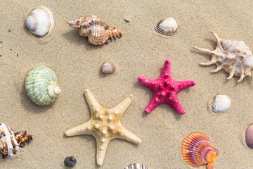 Fototapeta na wymiar Sea beach scattered variety sea shells