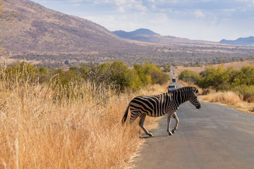 Fototapeta na wymiar Zebra cross the road from South Africa, Pilanesberg National Park
