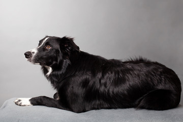 bordercollie ligger på mage från sidan i studio mot  grå bakgrund