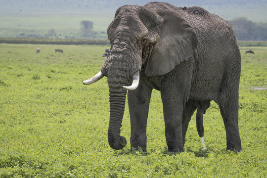 Elephant peeing, 