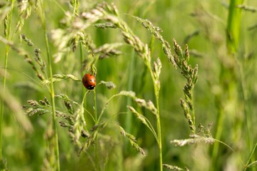 Ladybug on a plant. Slovakia