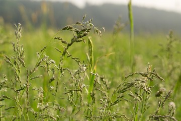 Grass in the forest. Slovakia