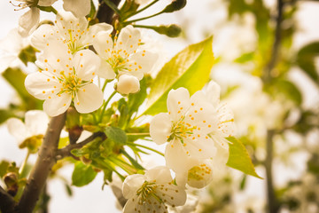 Obraz premium Delicate white cherry flowers at sunset. cherry flowers on branch, close up..