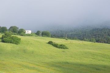 Sheep on the meadow. Slovakia