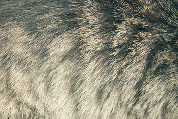 Striped cat fur closeup. The structure of wool, woolen background..