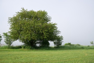 Tree in the fog over the meadow with view. Slovakia