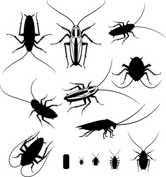 Set of silhouettes of cockroaches, vector EPS 10