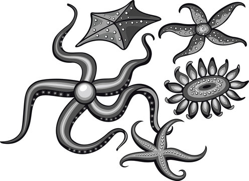 Starfish, set of vector illustration. Black and white colors
