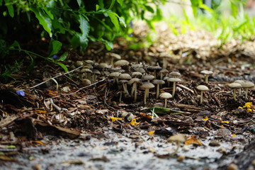Mushroom Forest Fairytale 