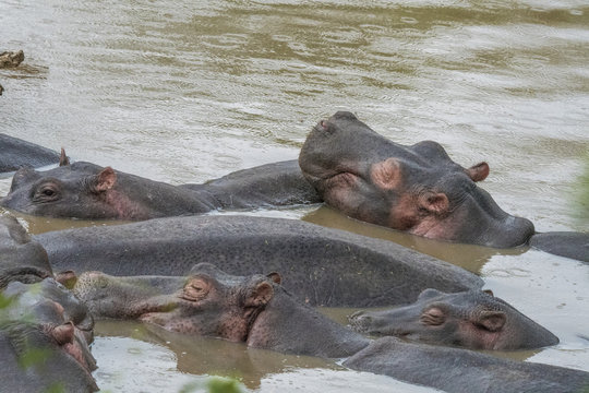 Hippo Grouping, Serengeti