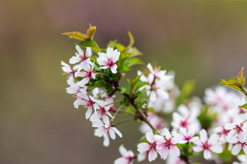 Cherry blossoms close up