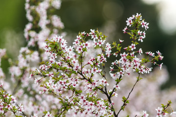 branches of cherry in the foreground