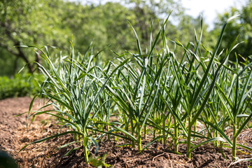 organic cultivation garlic on the garden beds