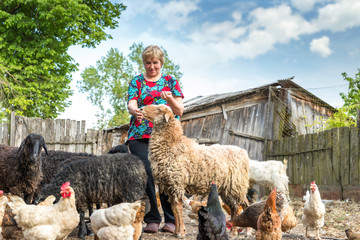 elderly woman with sheep on farm